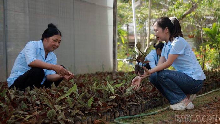 Chị Thắm tập trung phát triển vùng trồng dược liệu, tạo nguồn nguyên liệu phục vụ chế biến, nâng cao giá trị cây thuốc bản địa.