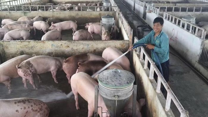 Dịch tả lợn Châu Phi luôn có nguy cơ bùng phát.