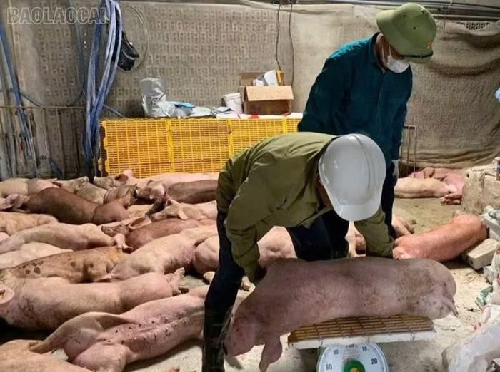 Tính đến ngày 12/10/2026, toàn tỉnh Lào Cai đã phải tiêu hủy 2.844 con lợn do dịch tả lợn châu Phi, với tổng khối lượng hơn 127.377 kg.