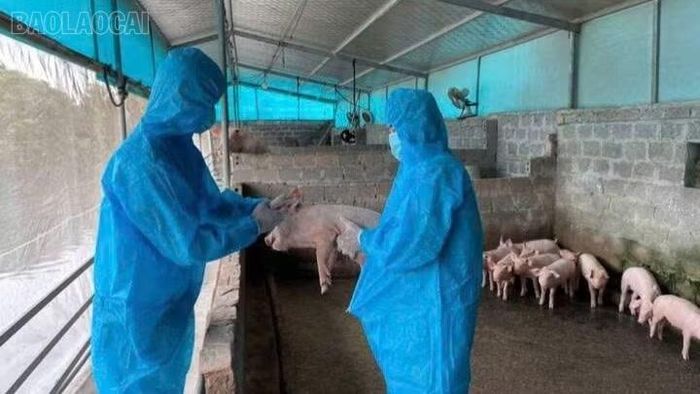 Việc tiêm phòng cho đàn lợn cần được tăng cường.