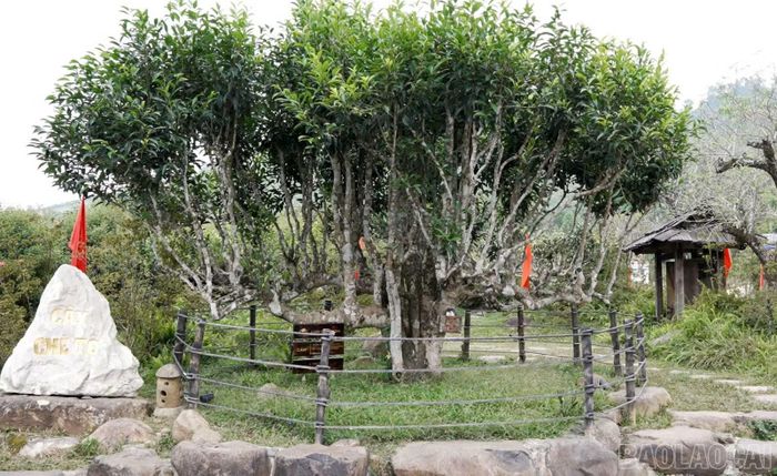 Khu vực cây chè tổ tại khuôn viên thôn Pang Cáng - nơi sẽ diễn ra Lễ tôn vinh vào sáng 17/10.