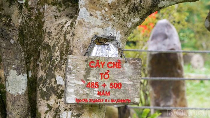 Cây chè tổ có tuổi đời khoảng 500 năm, biểu tượng cho sức sống và giá trị của thương hiệu chè Shan tuyết bản địa.
