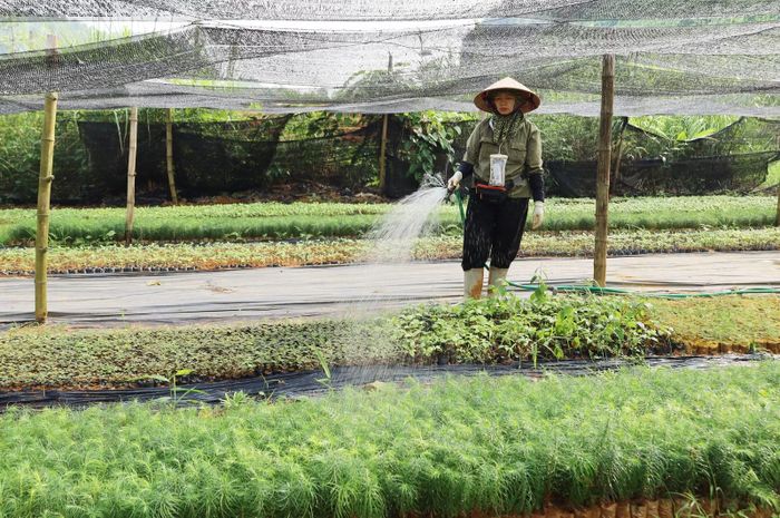 Người dân chăm sóc cây giống.