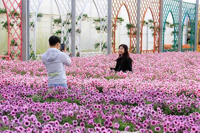 Hoa rực rỡ ở làng hoa, khu du lịch hoa