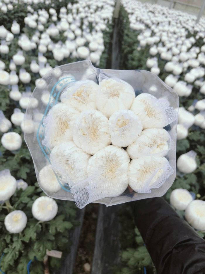 Hoa từ vườn của gia đình anh Định trước lúc thu hoạch và bàn giao cho Bộ Tư lệnh TP Hồ Chí Minh để phát miễn phí cho người dân dự lễ sáng 14/10