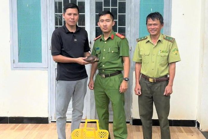 Người dân tự nguyện giao nộp cá thể rùa núi vàng quý hiếm cho cơ quan chức năng. (Ảnh: Công an cung cấp)