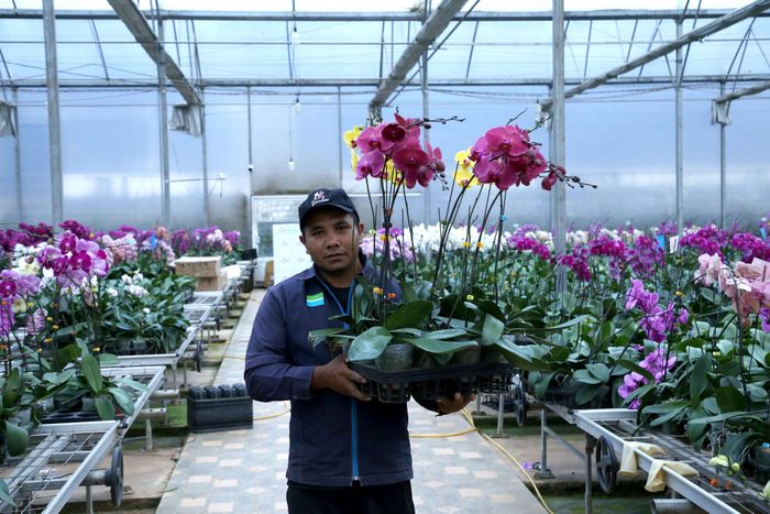 Công ty TNHH Nông nghiệp Công nghệ cao Yến Sang Anh thu hoạch hoa lan