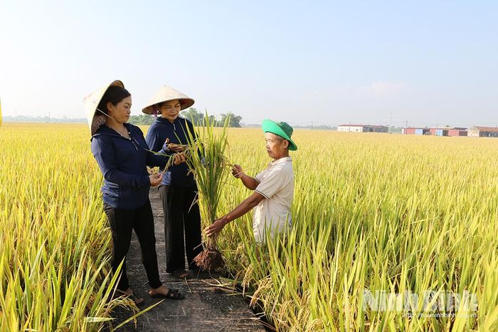 Cán bộ Trung tâm Đổi mới Sáng tạo Nông nghiệp Xanh (xã Nghĩa Sơn) kiểm tra, đánh giá năng suất của mô hình canh tác lúa hiệu quả cao - xanh và bền vững.