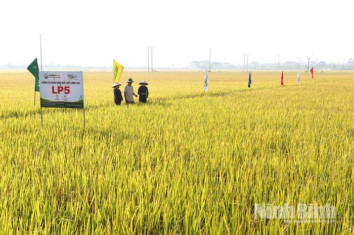 Mô hình canh tác lúa hiệu quả cao - xanh và bền vững tại Trung tâm Đổi mới Sáng tạo Nông nghiệp Xanh (xã Nghĩa Sơn).