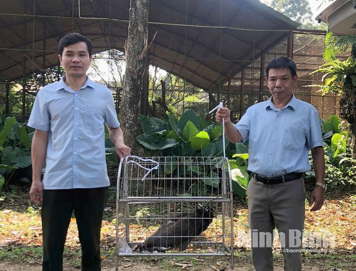 Đại diện xã Trần Thương (bên phải) bàn giao cá thể Diều hoa Miến Điện cho đại diện Vườn Quốc gia Cúc Phương.