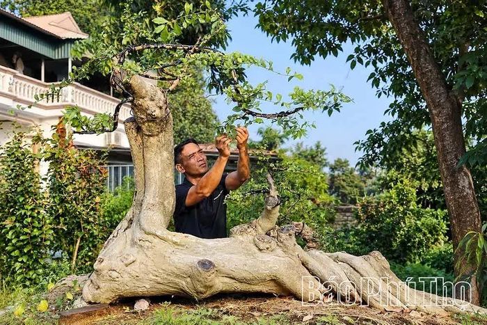 Anh Khổng Văn Quyết với niềm đam mê tạo tác cây cảnh.