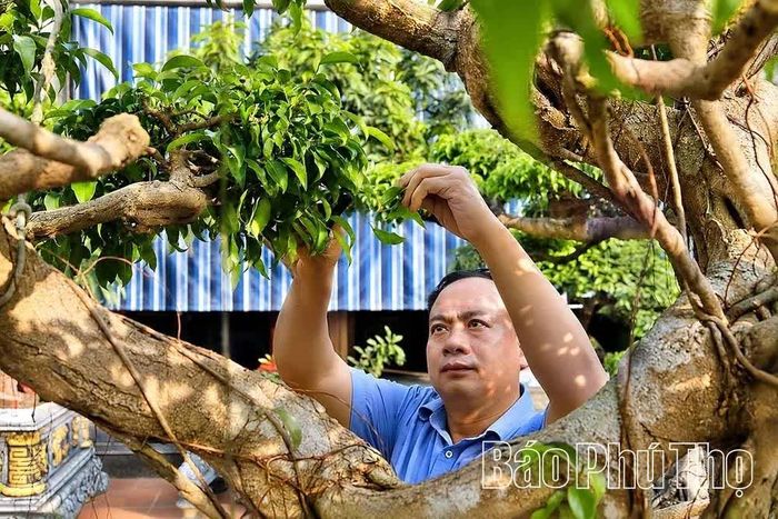 Ánh mắt tập trung và đôi tay khéo léo của anh Khổng Văn Thế khi thổi hồn vào từng nhánh cây cảnh.