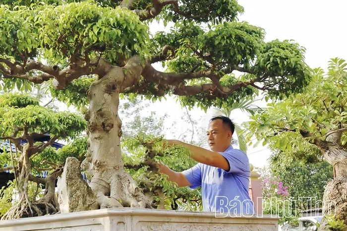 Anh Khổng Văn Thế tỉ mỉ cắt tỉa, tạo dáng cho tác phẩm cây cảnh của mình.