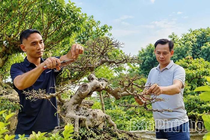 Các nghệ nhân gửi gắm tình yêu thiên nhiên qua từng nét kéo cắt tỉa bonsai.