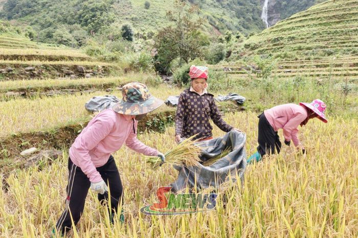Người dân bản Hang Chú thu hoạch lúa.