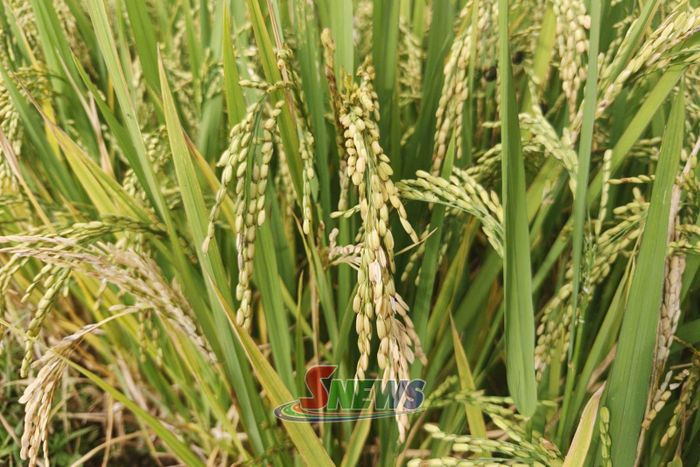Những bông lúa chín vàng, trĩu hạt trên cánh đồng Xím Vàng.