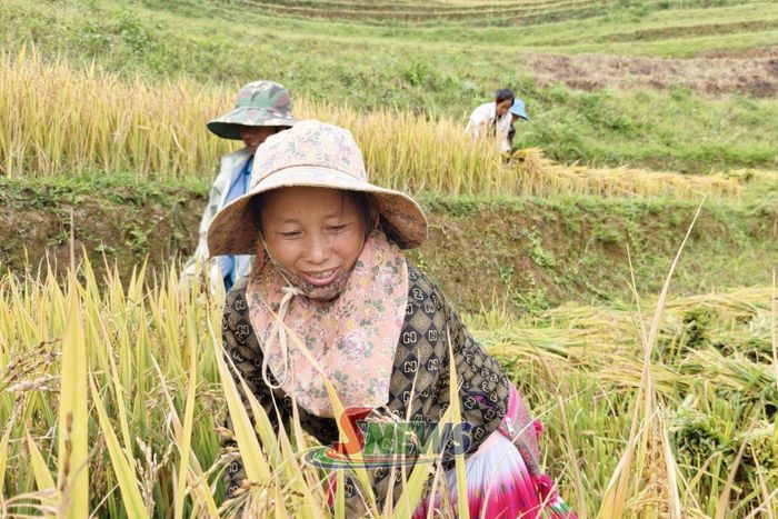 Nụ cười rạng rỡ của người dân bản Xím Vàng khi lúa được mùa.