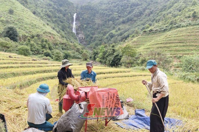 Không khí phấn khởi, nhộn nhịp của mùa gặt xã Xím Vàng.