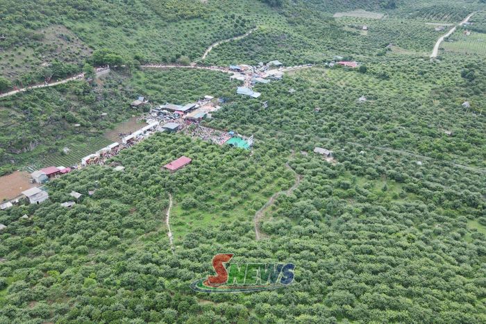 Thung lũng mận Nà Ka, phường Thảo Nguyên.