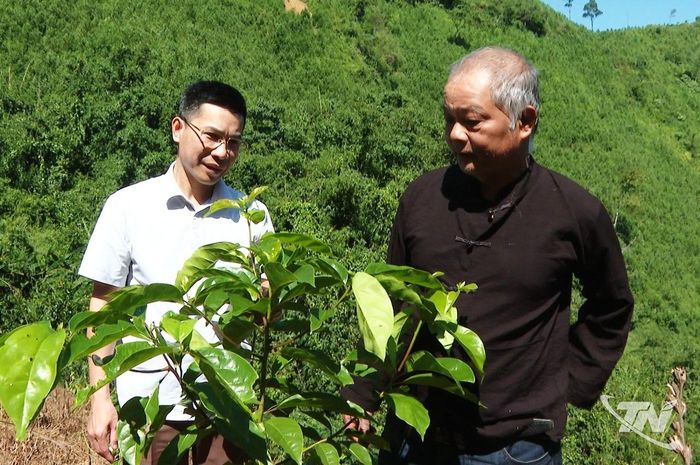 Cây gù hương trồng ở thôn Nà Lại, xã Bằng Thành do Viện khoa học lâm nghệp Việt Nam thực hiện sinh trưởng và phát triển tốt.