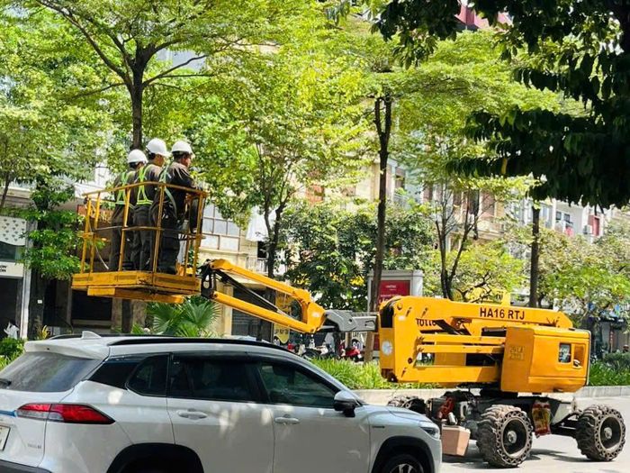 Tại phố Đào Tấn, công nhân cùng xe nâng chuyên dụng cũng được huy động để cắt tỉa hoa sữa.