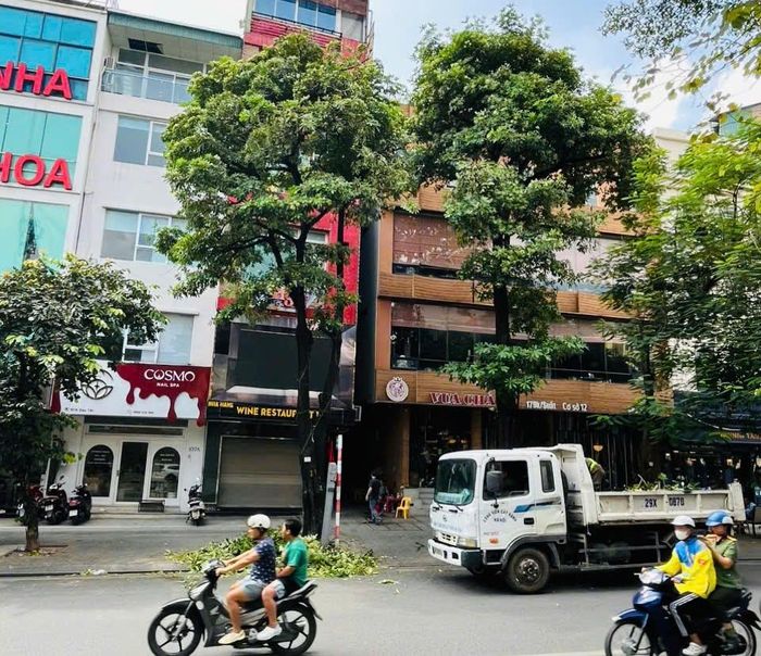 Tán cây hoa sữa sau khi được cắt tỉa trở nên thông thoáng, gọn gàng hơn, mật độ chùm hoa trên cành giảm đáng kể.