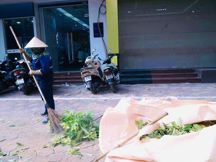 Đợt cắt tỉa được triển khai đến hết ngày 20/10 trên 13 tuyến đường, phố có mật độ cây hoa sữa dày, khoảng cách trồng không hợp lý, cây nằm sát nhà dân và từng bị người dân kiến nghị xử lý do mùi hương nồng gây khó chịu, ảnh hưởng cuộc sống.