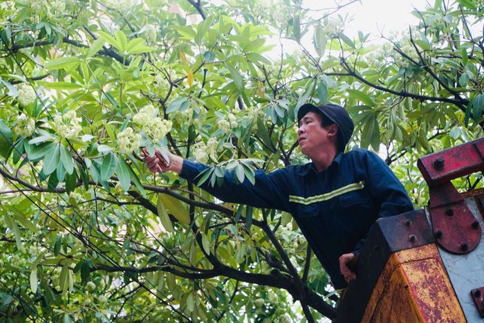 Trên phố Trung Hòa, công nhân tiến hành cắt tỉa những chùm hoa sữa tập trung dày trên tán cây. Với 139 cây thuộc diện cắt tỉa, đây cũng là một trong những điểm triển khai trọng tâm, hướng tới hạn chế mùi hương nồng, cải thiện môi trường sống và giữ gìn cảnh quan đô thị.