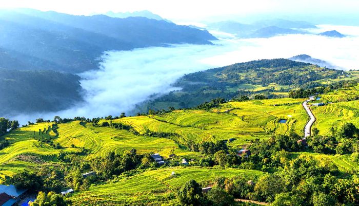 Xã Hồng Thái (Tuyên Quang) thu hút nhiều khách du lịch đến thăm cánh đồng, trải nghiệm các hoạt động thú vị.