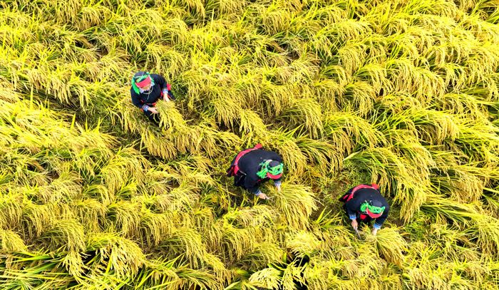 Người dân Khuổi My đã mạnh dạn cải tạo nhà sàn truyền thống thành homestay đón khách. Để làm du lịch bài bản hơn, người dân đến nhiều địa phương học hỏi cách làm du lịch cộng đồng, từ kỹ năng đón tiếp, giới thiệu cảnh quan, bản sắc văn hóa dân tộc đến chế biến, phục vụ món ăn truyền thống. Đến Khuổi My mùa này, du khách được trải nghiệm gặt lúa cùng bà con người Dao.