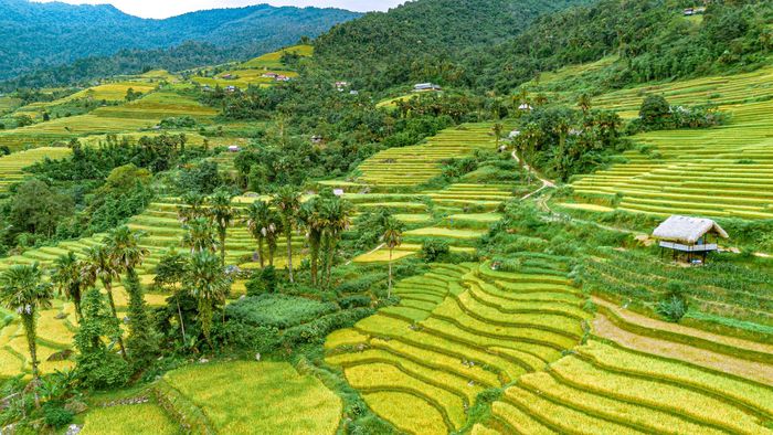Vào mùa lúa chín, những thửa ruộng bậc thang ở Khuổi My (phường Hà Giang 1, tỉnh Tuyên Quang) rực rỡ sắc vàng. Hành trình lên vùng cao này không chỉ là cuộc săn tìm mùa vàng, mà còn mở ra những câu chuyện về con người, văn hóa và cuộc sống nơi núi rừng Tây Côn Lĩnh.