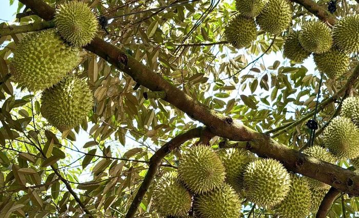 Sầu riêng có mức bồi thường cao, được tính theo năm trồng và giai đoạn khai thác.