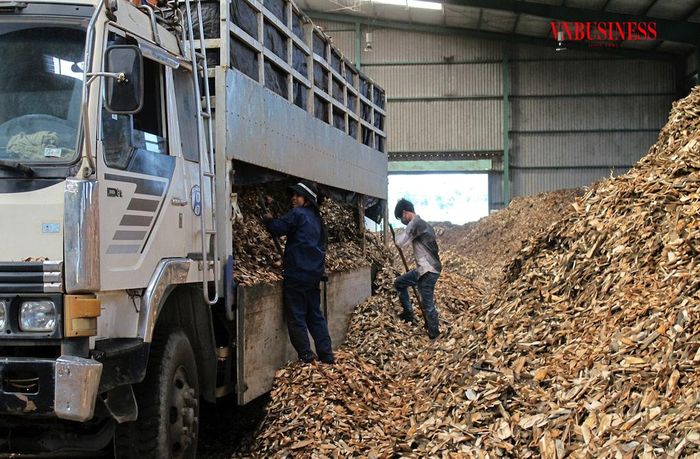 Ngành sắn cần nâng giá trị chế biến, đa dạng hóa sản phẩm và thị trường tiêu thụ để giảm phụ thuộc vào Trung Quốc.