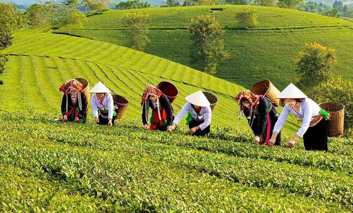 Tại Phú Thọ, Chương trình 1719 trong giai đoạn I (2021-2025) được triển khai với 10 dự án, 14 tiểu dự án và 36 nội dung thành phần.