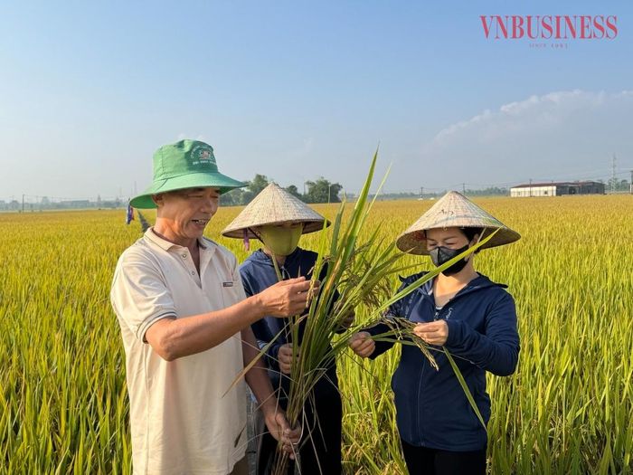 Phương pháp sạ hàng kết hợp vùi phân giúp giảm chi phí sản xuất 9,3 triệu đồng/ha.