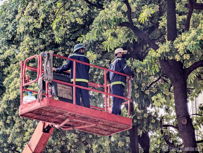 Những ngày gần đây, tình trạng hoa sữa nở rộ, tỏa mùi hương nồng nặc tiếp tục nhận được nhiều phản ánh từ người dân. Tại một khu chung cư, do mùi hoa quá nồng, người dân thậm chí đã phải sử dụng vòi cứu hỏa để phun rụng hoa, giảm bớt mùi hương phát tán.