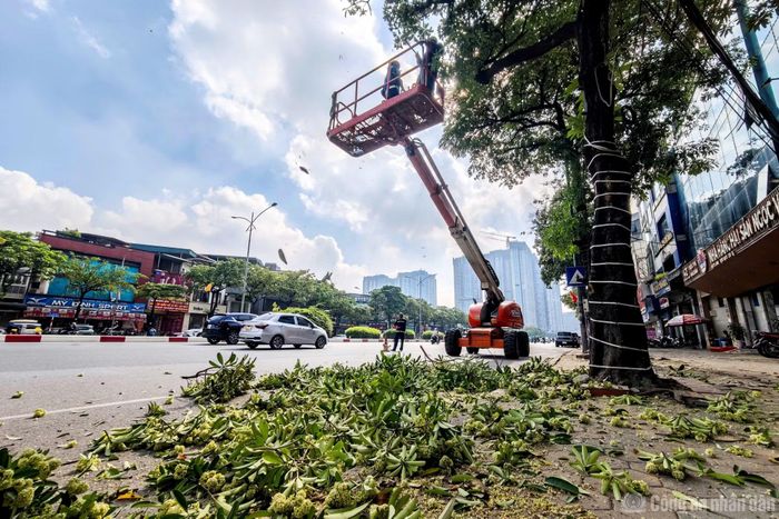 Bà Lan (trú tại phường Từ Liêm) cho biết, khu vực này được trồng ken đặc cây hoa sữa, mặc dù cây tỏa bóng mát nhưng cứ tới mùa hoa nở là bà cảm thấy rất khó chịu.