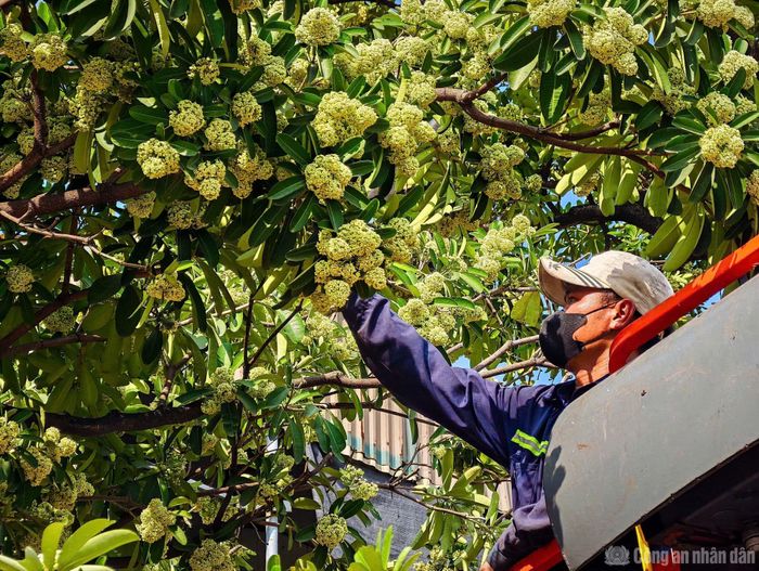 Cành cắt dài 30-50 cm, đảm bảo không tiếp tục phát triển, kết bông trong mùa hoa năm nay.