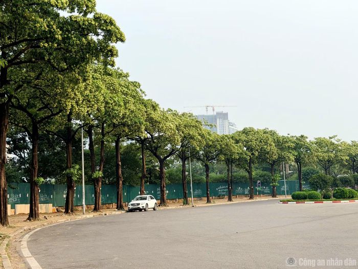 Hoa sữa từ lâu đã trở thành hình ảnh quen thuộc, gắn với mùa thu Hà Nội. Tuy nhiên, tại những tuyến đường có mật độ cây quá dày, khi hoa đồng loạt nở, mùi hương đậm đặc có thể gây khó chịu, ảnh hưởng đến sinh hoạt của người dân. Việc cắt tỉa hoa tại các khu vực này được kỳ vọng góp phần giảm bớt mùi hương, đồng thời vẫn duy trì hệ thống cây xanh đô thị.