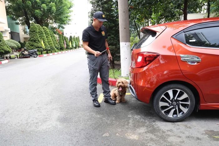 Thiếu úy Lê Tấn Thông huấn luyện chó nghiệp vụ tìm kiếm, phát hiện thuốc nổ trên ô tô.