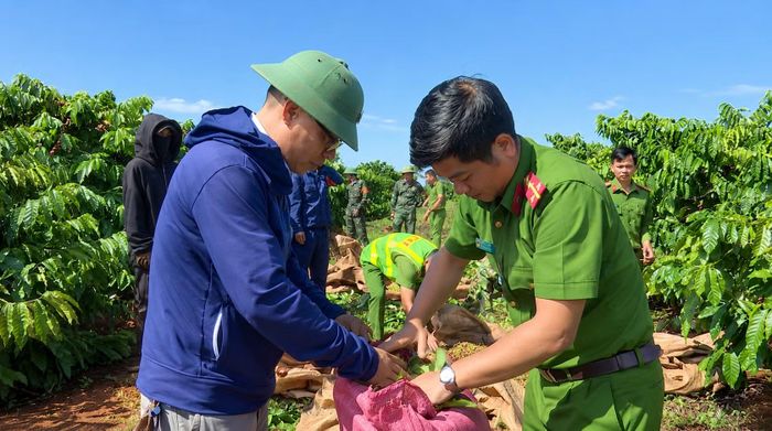 Cán bộ, chiến sĩ Công an cùng hỗ trợ người dân thu hoạch cà phê.