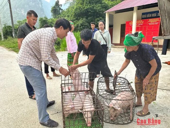 Xã Thông Nông cấp phát lợn giống cho người dân.