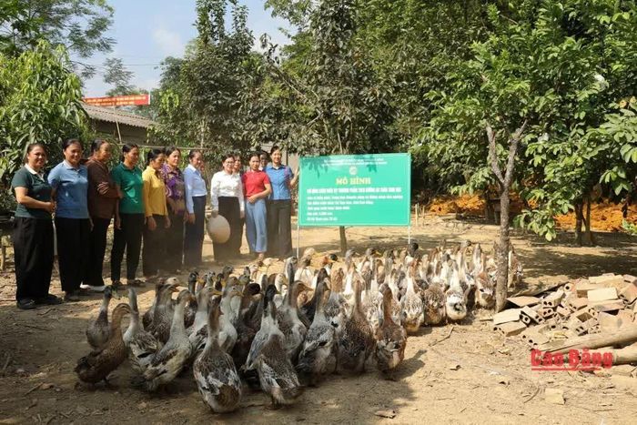 Mô hình chăn nuôi vịt thương phẩm theo hướng an toàn sinh học tại xã Tam Kim bước đầu đem lại hiệu quả.