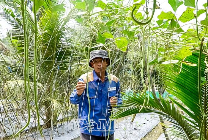 Anh Nguyễn Hữu Linh tận dụng đất vườn trồng màu, thêm thu nhập. 