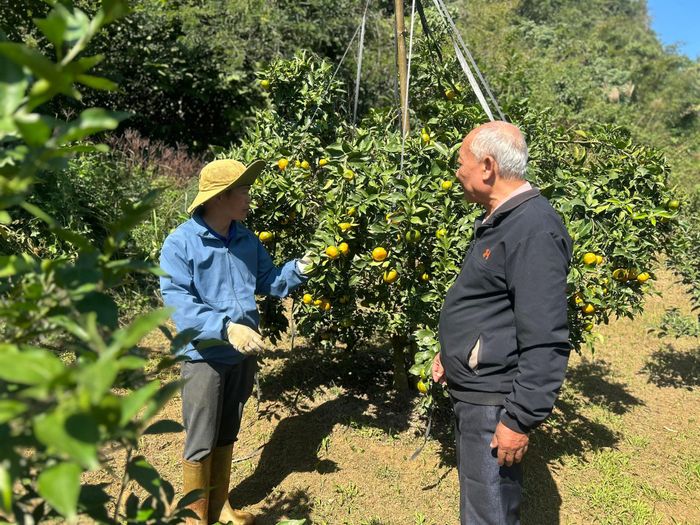 Lạng Sơn định hướng phát triển các vùng trồng cây ăn quả để nâng cao thu nhập cho người dân. Ảnh: Thu Hiền