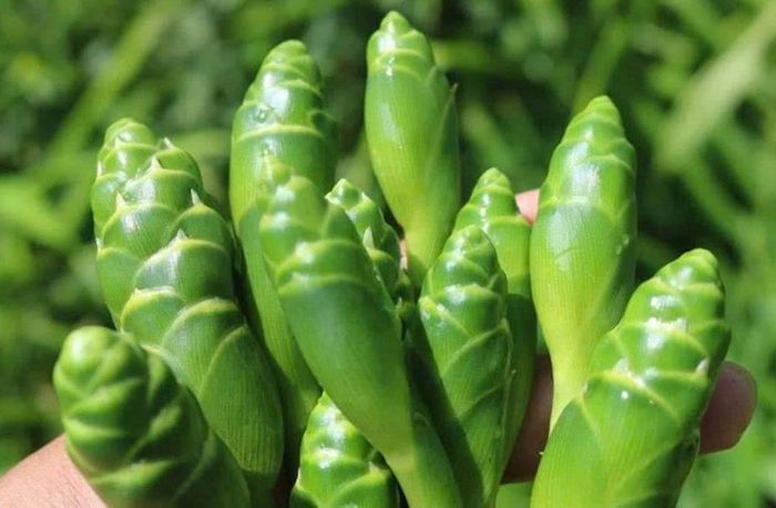 Không phải ai cũng biết nụ hoa của cây gừng cũng có thể ăn được - Ảnh minh hoạ