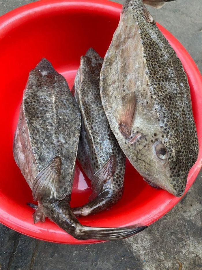 Cá thiết giáp sở hữu phần thân vuông vức, trông giống một chiếc hộp nhỏ - Ảnh minh hoạ/ Nguồn: Internet