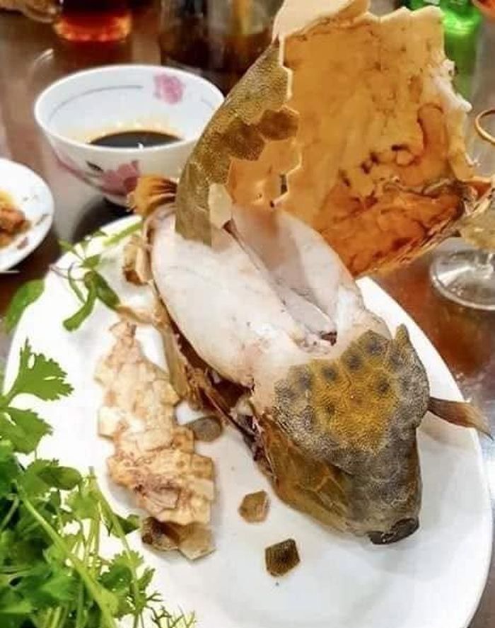 Thịt cá có độ dai nhất định, khi ăn mang lại cảm giác gần giống thịt gà - Ảnh minh hoạ/ Nguồn: Internet