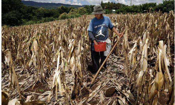 Các chuyên gia dự báo toàn cầu đã cảnh báo từ nhiều tháng nay rằng hiện tượng El Nino vào năm 2026 có khả năng trở thành đợt mạnh nhất từng được ghi nhận - Ảnh: Reuters