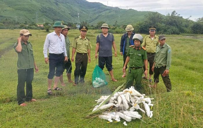 Lực lượng chức năng xã Chân Mây - Lăng Cô phối hợp xử lý dụng cụ bẫy cò trái phép, góp phần bảo vệ chim hoang dã và gìn giữ môi trường sinh thái.